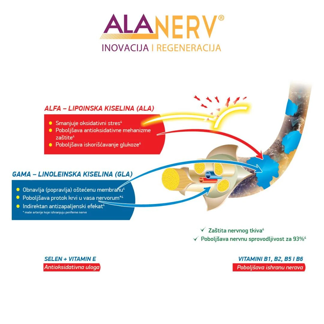 ALAnerv 20 Mekih Kapsula; Alfa-lipoinska Kiselina za Normalnu Funkciju Nervnog Sistema