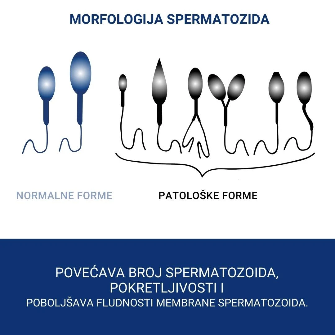 Orthomol Fertil Plus 30 Doza za Pokretljivost Spermatozoida i Mušku Plodnost