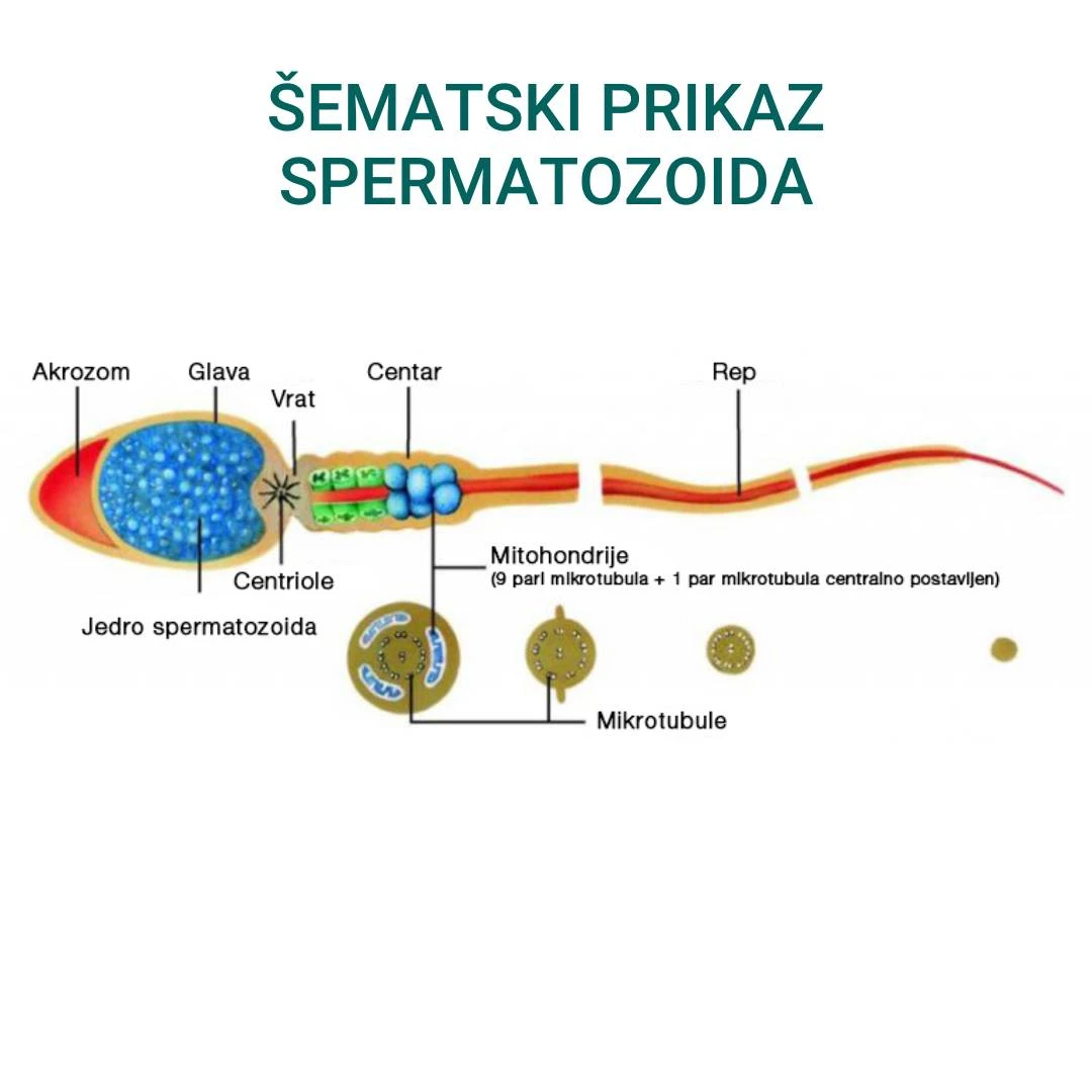 Himalaya® Speman Tablete 120 Tableta za Plodnost Muškarca; Prostata