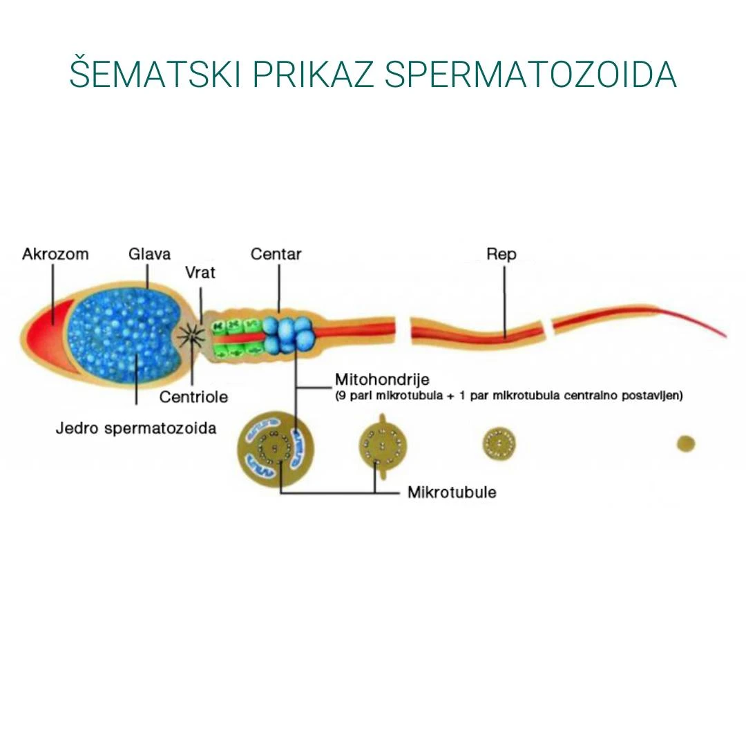 Himalaya® Speman Tablete 120 Tableta za Plodnost Muškarca; Prostata